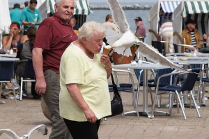 Kao ptice se smiju ljudima: pernaya arogancija u cijeloj svojoj slavi